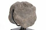 Dinosaur Vertebra with Metal Stand - Two Medicine Formation #192742-2